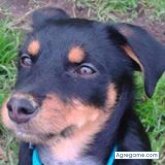 maurokart chico soltero en El Dovio