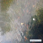 Javiercenteno1524 chico separado en Amaguaña