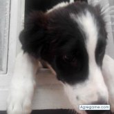 Davidsabio chico soltero en Anapoima