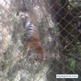 45157 chico soltero en El Tocuyo