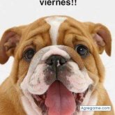 monte40 chico soltero en Grado