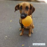 Travieso32Ismael chico soltero en Barcelona