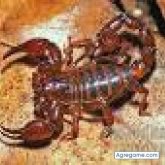 carlosherrera chico soltero en San Miguel