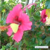 joaocarlossaraiva chico casado en 