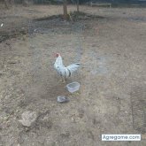 Fermin1234 chico soltero en Jiménez