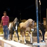 Chatear con 1Robertito de Guamote