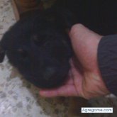 Foto de perfil de cuchicuchi