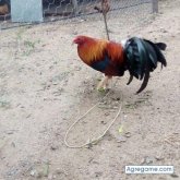 Foto de perfil de Elrancherito