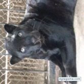 hanzon chico soltero en Badiraguato