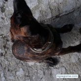 GABRIEL22usjd chico soltero en Paysandú