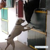Rociero chico soltero en Córdoba
