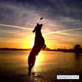 Angelillogrillo foto #14