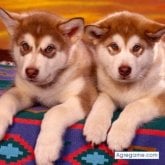 hectormedi87 chico soltero en Guardo