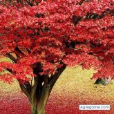 Chatear con sami668 de Alicante Ciudad