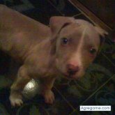 jeremi chico soltero en Actopan