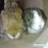 wapi20 chica soltera en Córdoba