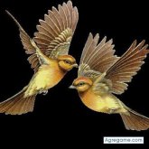 rolandogodoy chico soltero en Holyoke