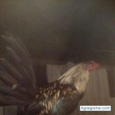 Chatear con wilmerhunverto de Guarne