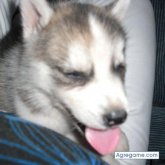 tica34 chica viuda en Buenos Aires Puntarenas