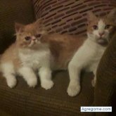 arienox chico soltero en La Cisterna