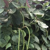 Elcaballonegro chico casado en Tulsa