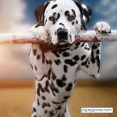 juliopoggio chico casado en Punta Del Este