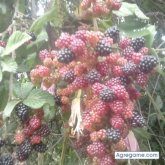 cremax100pre chico soltero en Cajamarca